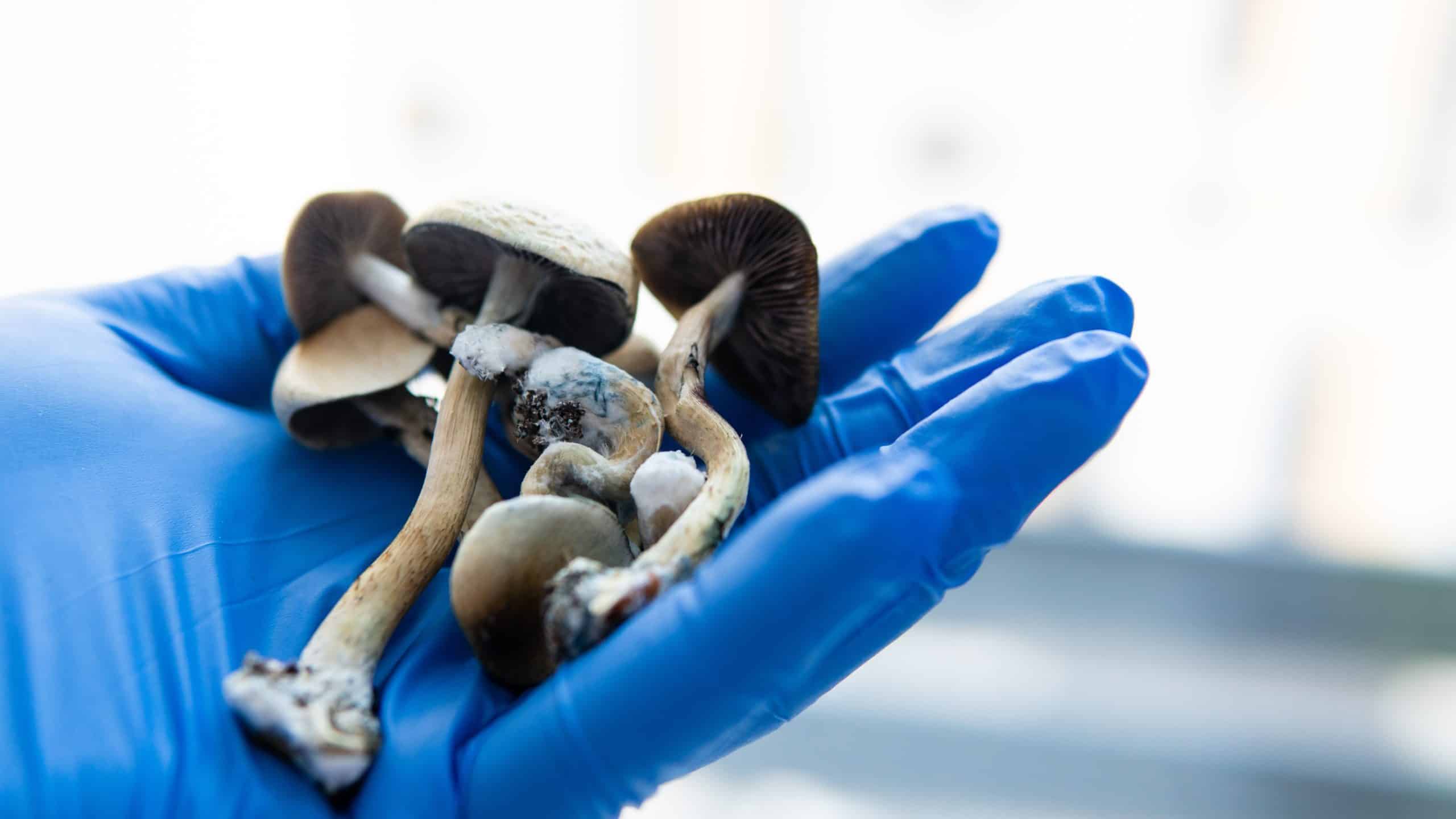 Person holding up mushrooms for psilocybin therapy