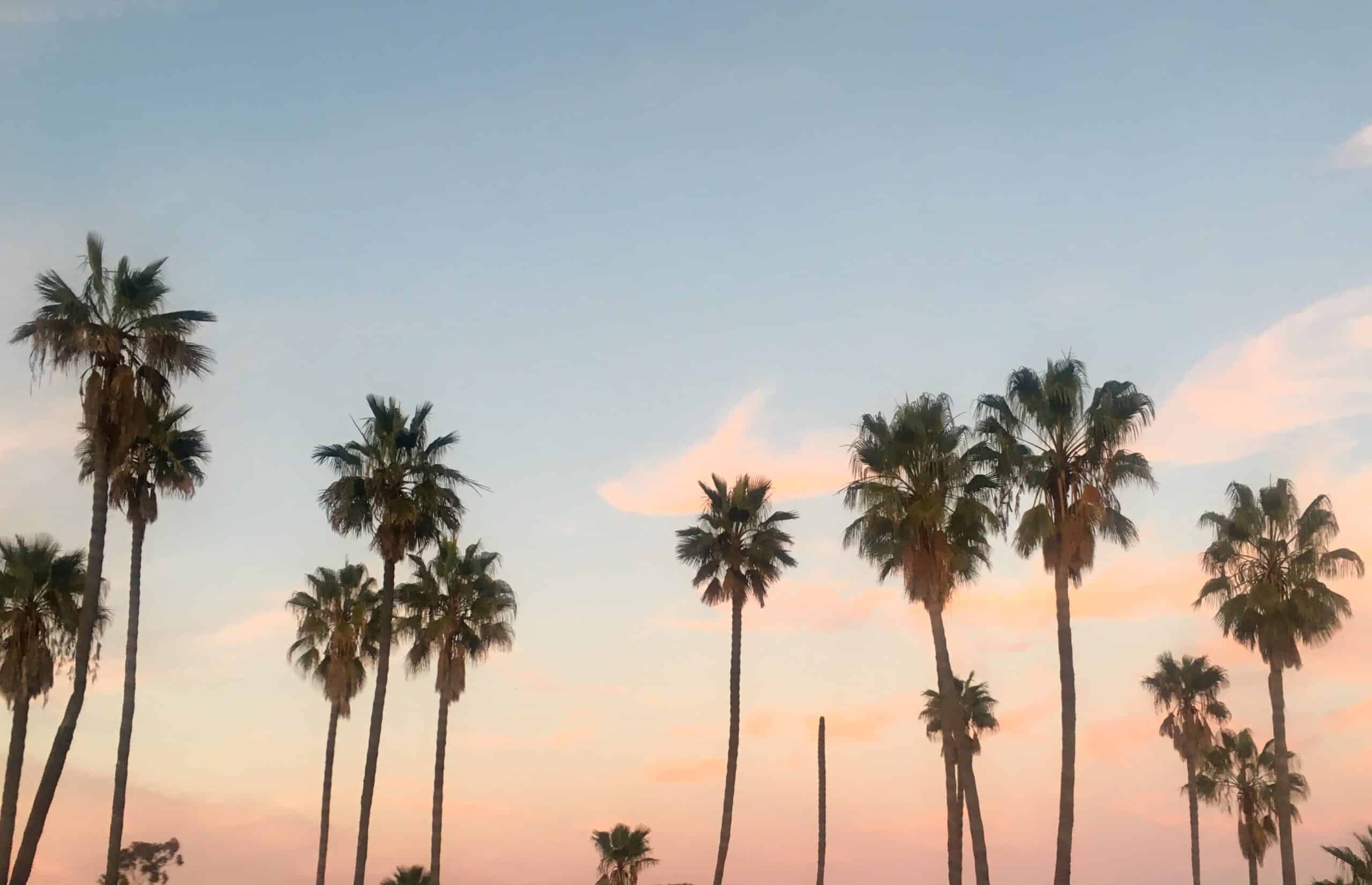 palm tree skyline at sunset