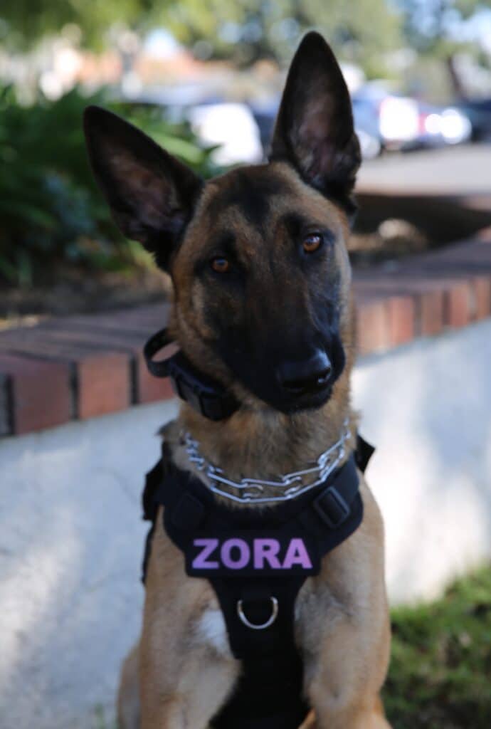 Zora - Canine Support